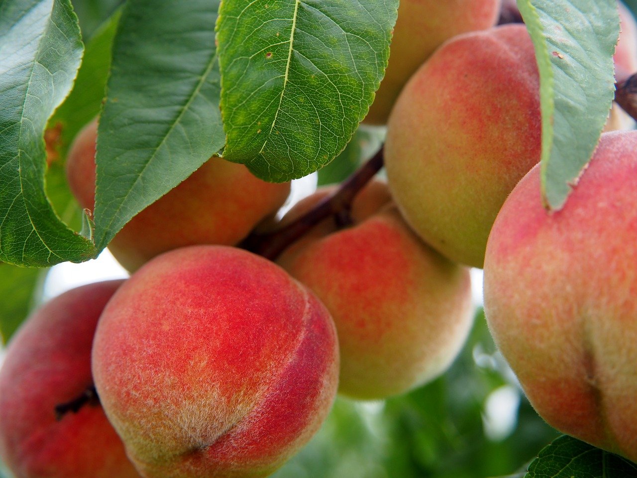 peach, fruit, fruits